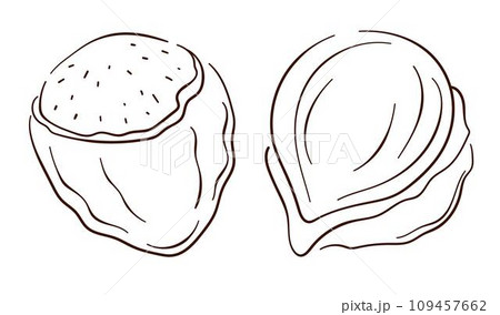 Hazelnut icon in line art style. Nuts in shell and peeled in sketch style. Vector illustration isolated on a white background. 109457662