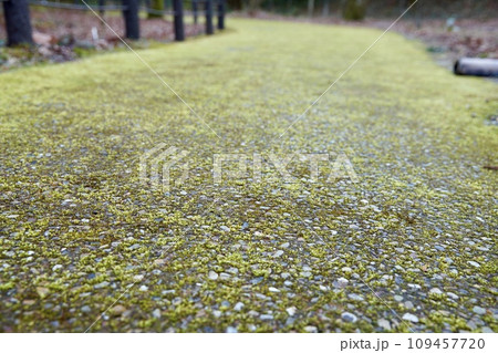 苔の生えた道 109457720