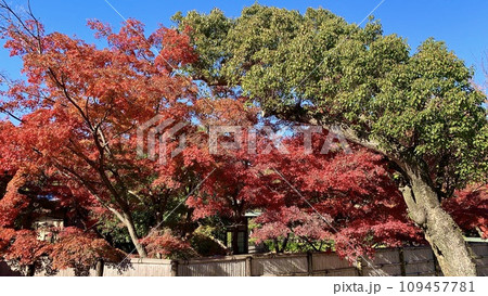 青空に映える茶室「城南亭」の紅葉〈岡崎公園/愛知県岡崎市〉 109457781