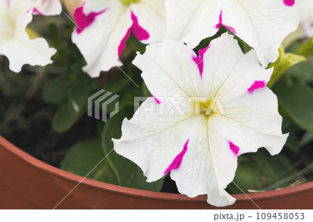Striped white purple petunia flowers, close-up photo 109458053