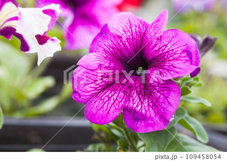 Purple petunia flower growing in a pot, close-up outdoor photo 109458054