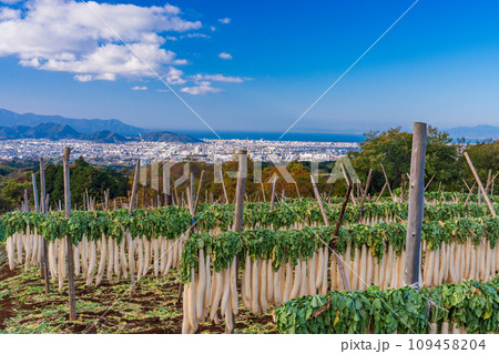 （静岡県）箱根西麓のダイコン干し 109458204
