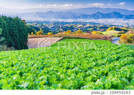 （静岡県）箱根西麓のハクサイ畑 109458263