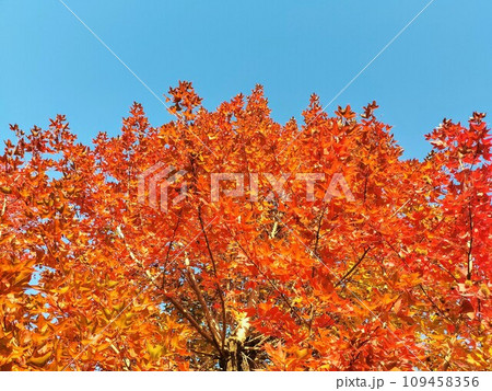 紅葉したカエデと青い空　231206 109458356