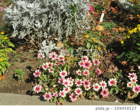 ピンクの芯白い花のジニア元気です ピンクの芯白い花のジニア元気です 109458527