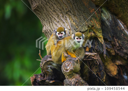 Two common squirrel monkeys sitting on a tree branch 109458544