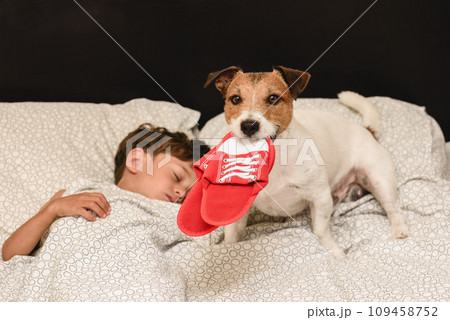 Dog steals slippers to wake up an owner sleeping in bed Dog steals slippers to wake up an owner sleeping in bed 109458752
