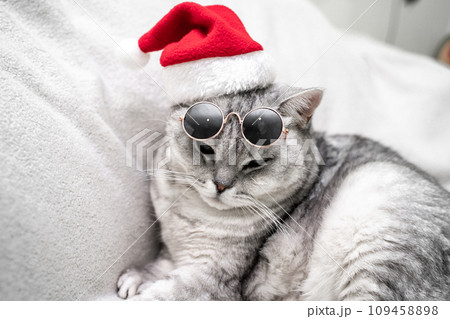 Christmas cat in a red santa hat and dark glasses sits on a white background. Pets, Christmas stories with pets. 109458898