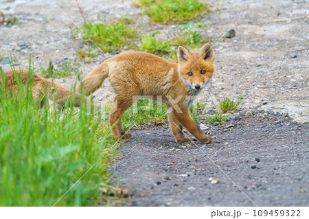 海辺のキタキツネの子供たち　北海道のかわいい野生動物 109459322
