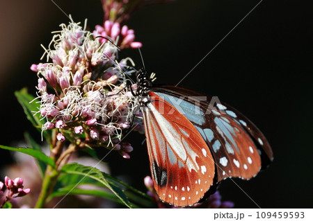 台湾から飛来したアサギマダラ 台湾から飛来したアサギマダラ 109459593