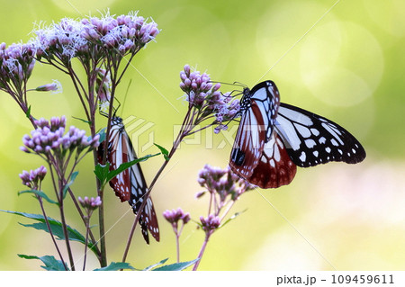 台湾から飛来したアサギマダラ 台湾から飛来したアサギマダラ 109459611