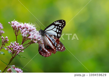 台湾から飛来したアサギマダラ 109459629