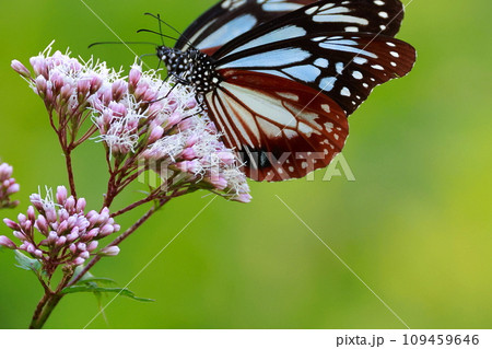 台湾から飛来したアサギマダラ 台湾から飛来したアサギマダラ 109459646