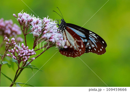 台湾から飛来したアサギマダラ 109459666