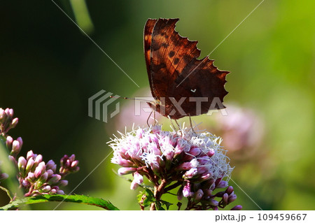 台湾から飛来したアサギマダラ 109459667