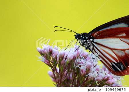 台湾から飛来したアサギマダラ 109459676