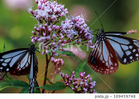 アサギマダラ 109459748