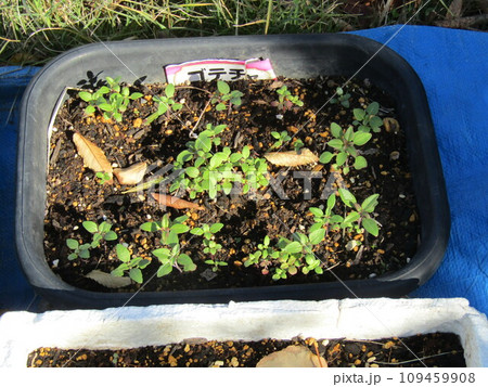 来年春に綺麗な花を咲かすゴテチアの苗 来年春に綺麗な花を咲かすゴテチアの苗 109459908
