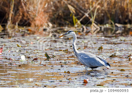 アオサギ アオサギ 109460093