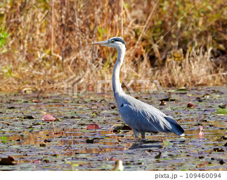 アオサギ アオサギ 109460094