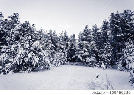 Forest Covered by Snow in Winter Landscape Forest Covered by Snow in Winter Landscape 109460239