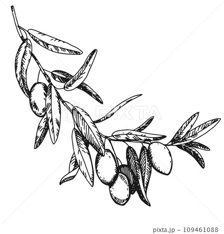 Olive branch with berries and leaves. Italian Cuisine. Peace symbol in engraving technique. Linear drawing in ink. Olive tree vector illustration. 109461088