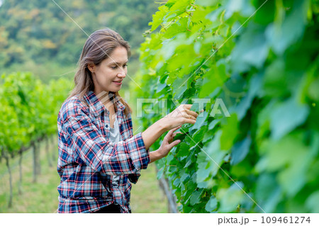 Close up winery worker or farmer woman walk and check grape vine in the yard or field with day light and she look happy during working. 109461274