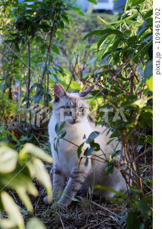 さくらねこ（地域猫）草むらで休息を 109461702