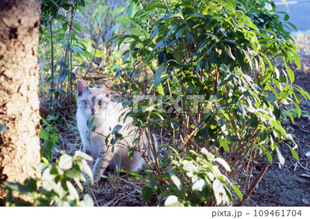 さくらねこ（地域猫）草むらで目が合う 109461704