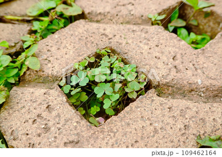 green clover growing through a hole in a concrete wall, closeup of photo green clover growing through a hole in a concrete wall, closeup of photo 109462164