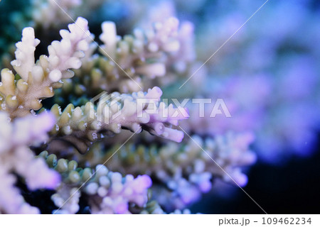 ヤッコミドリイシの枝先 ヤッコミドリイシの枝先 109462234