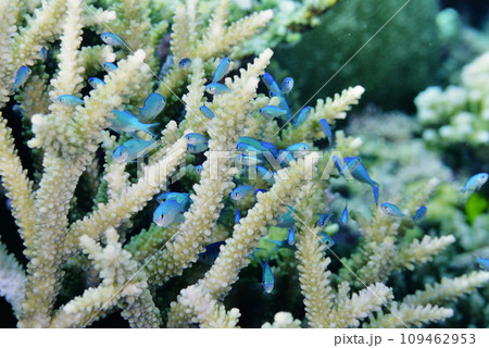 ヤッコミドリイシの枝の間に群れるデバスズメダイ 109462953