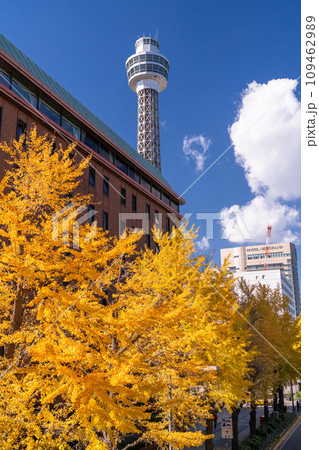 《神奈川県》秋の横浜・山下公園通り黄葉のイチョウ並木 109462989