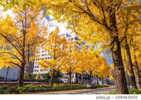 《神奈川県》秋の横浜・山下公園通り黄葉のイチョウ並木 109463050
