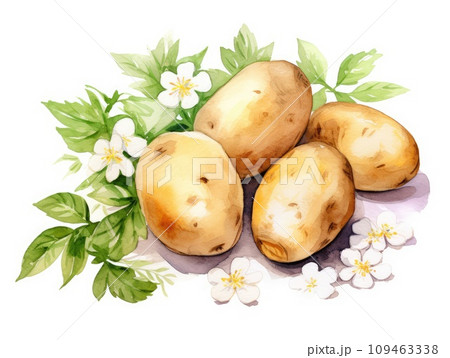 Watercolor Potato Isolated, Aquarelle Potato Cuts, Water-Colour Vegetable Pieces on White Background 109463338