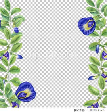 Vertical frame with Thai blue flowers. Butterfly pea flowers. Tropical plant, Ipomoea, clitoria ternatea, bluebellvine. Watercolor illustration. For package, greetings 109463379