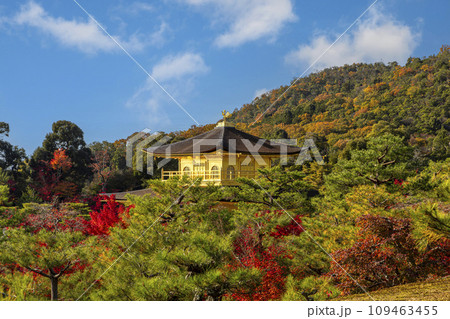golden kinkakuji temple springing up among the  trees 109463455