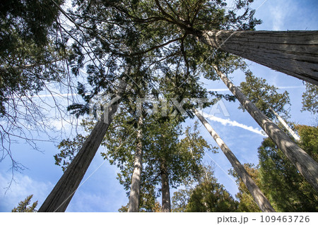 真っすぐに伸びる木と飛行機雲 真っすぐに伸びる木と飛行機雲 109463726