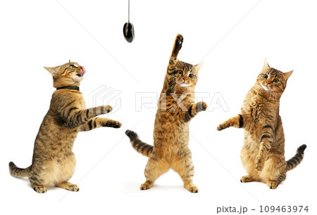 Set of playful beautiful kitten isolated on white 109463974