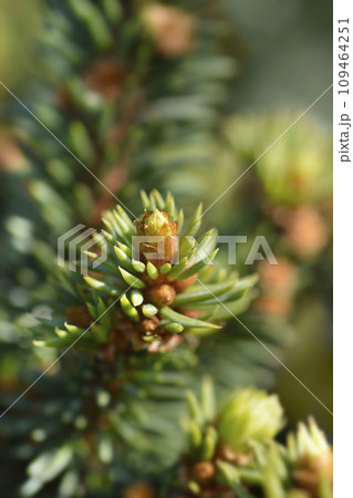 Vltava Norway spruce Vltava Norway spruce 109464251