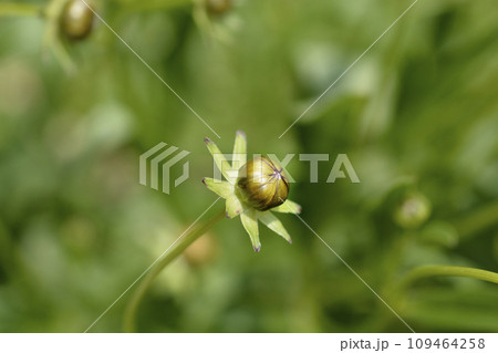 Tickseed Schnittgold Tickseed Schnittgold 109464258
