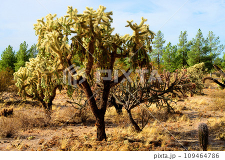 Cholla cactus, Sonora Desert, Mid Spring Cholla cactus, Sonora Desert, Mid Spring 109464786