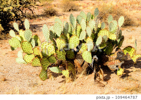 Prickly Pear Cactus 109464787