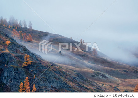 Diagonal stony steep slope in dense fog. Stone hillside with larches trees in morning in thick low clouds. Mountainside with firs and autumn flora in mist. Fading autumn colors. 109464816