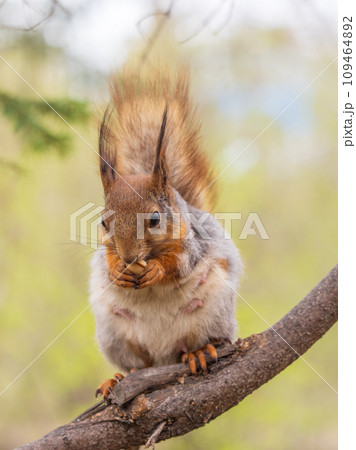 The squirrel with nut sits on a branches in the spring or summer. The squirrel with nut sits on a branches in the spring or summer. 109464892
