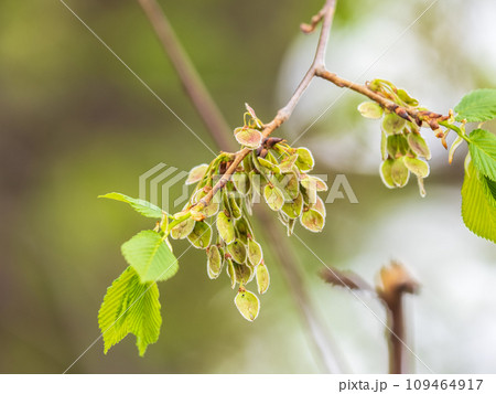 Ulmus minor or Elm tree in the suny day in spring. Elm is a deciduous and semi-deciduous tree comprising the flowering plant. Ulmus minor or Elm tree in the suny day in spring. Elm is a deciduous and semi-deciduous tree comprising the flowering plant. 109464917
