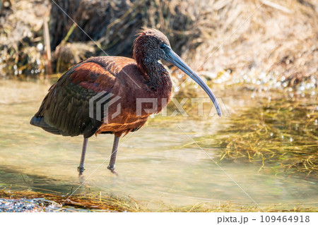The glossy ibis, latin name Plegadis falcinellus, searching for food in the shallow lagoon. 109464918