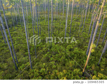 sunrise aerial view of Florida forest with pine trees and palmetto - Apalachicola National Forest 109465305