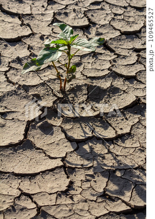 Wall texture soil dry crack pattern of drought lack of water of nature brown old broken background 109465527