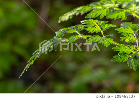 background texture green leaf structure macro photography background texture green leaf structure macro photography 109465537